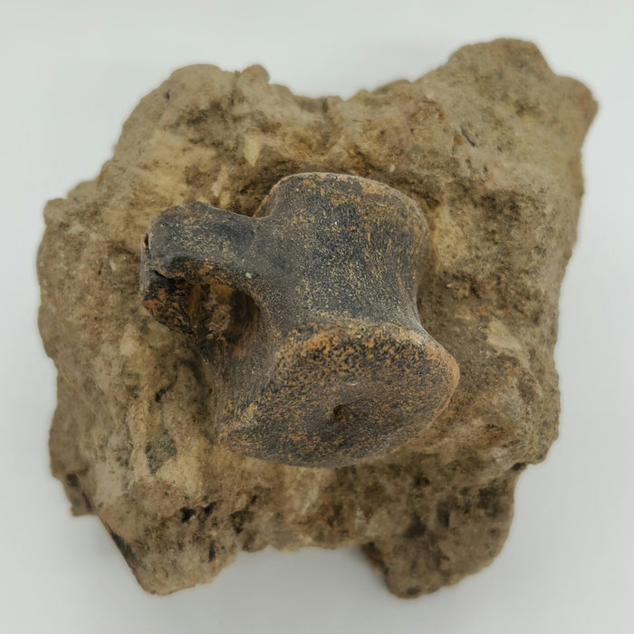 Hadrosaur Caudal (Tail) Vertebra on Matrix | Montana
