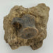 In Stone Fossils 