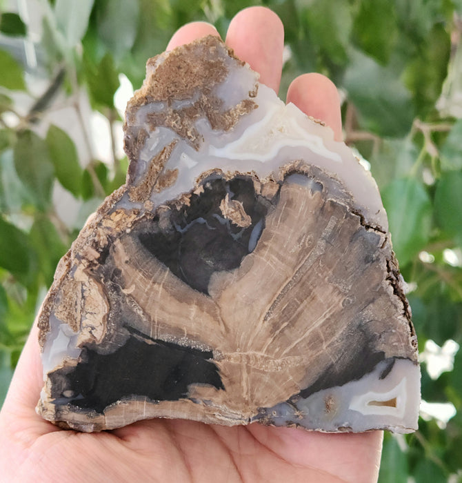 Blue Forest Unpolished Petrified Hardwood Slab | Eden Valley | Wyoming