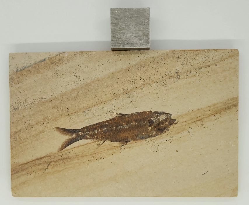 3.25" Knightia eocaena | 100% Natural | Green River Formation | Wyoming