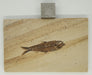 In Stone Fossils 