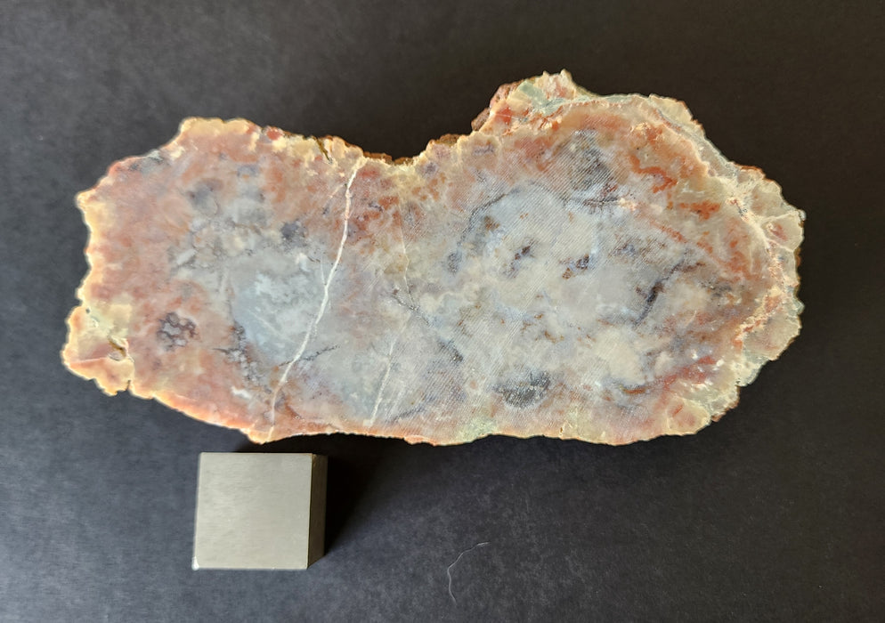 Authentic Dinosaur Coprolite End Slice 💩 | Unpolished