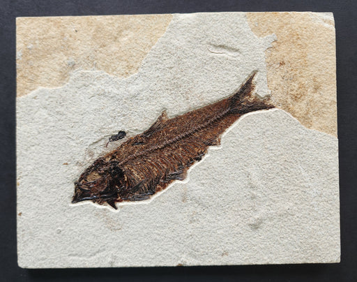 In Stone Fossils 
