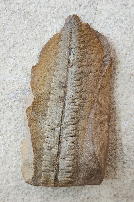 Fossil Fern | Diplazites unita | Illinois