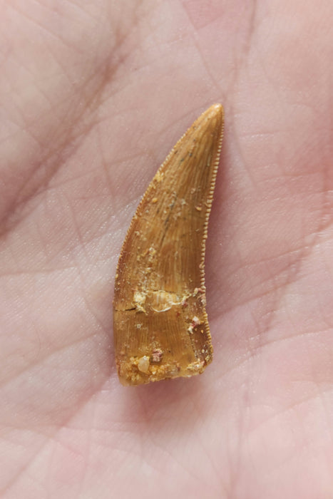 Raptor Tooth | Late Cretaceous | Morocco