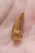 In Stone Fossils 