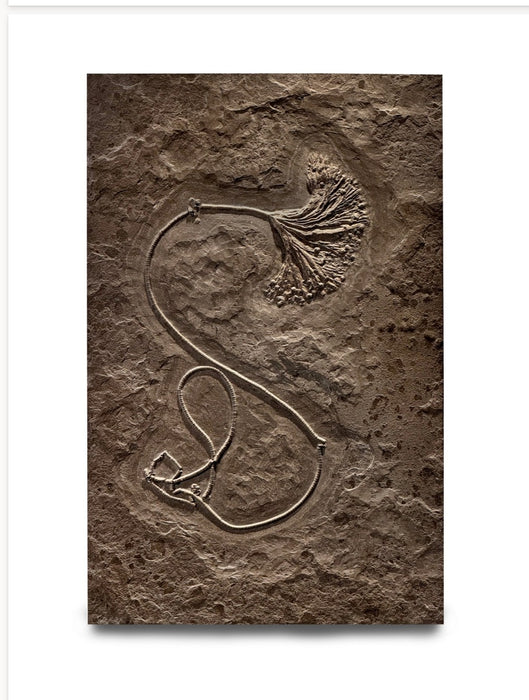 Sealily Crinoid | Lias Epsilon | Holzmaden, Germany