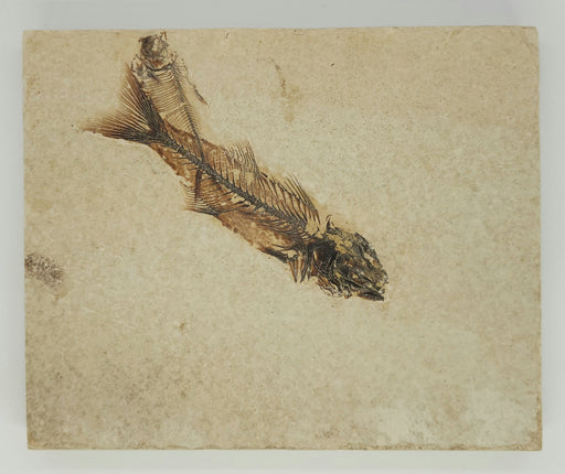 In Stone Fossils 