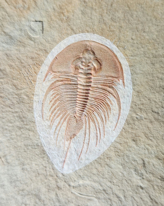 Olenellus Trilobite | Nevada