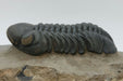 In Stone Fossils 