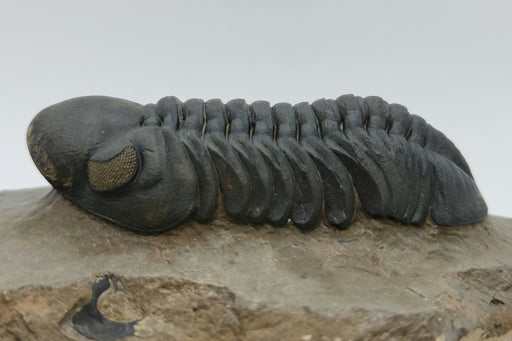 In Stone Fossils 