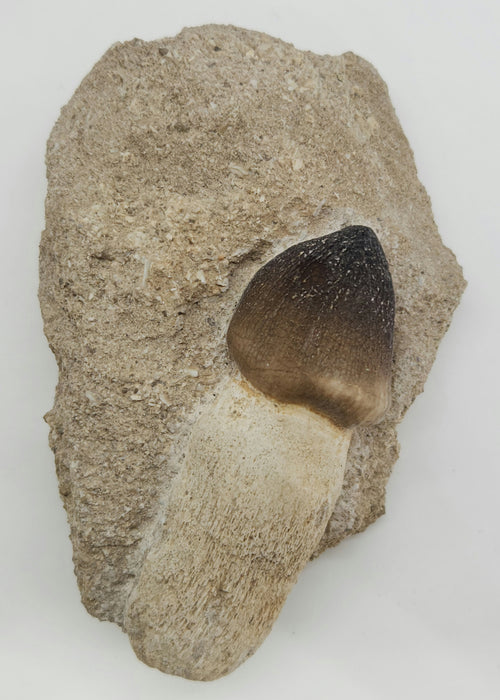 Mosasaur Tooth in Matrix | Igdamanosaurus (Globidens) aegyptiacus | Morocco