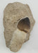 In Stone Fossils 