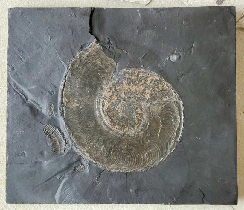 Harpoceras Ammonite | Germany