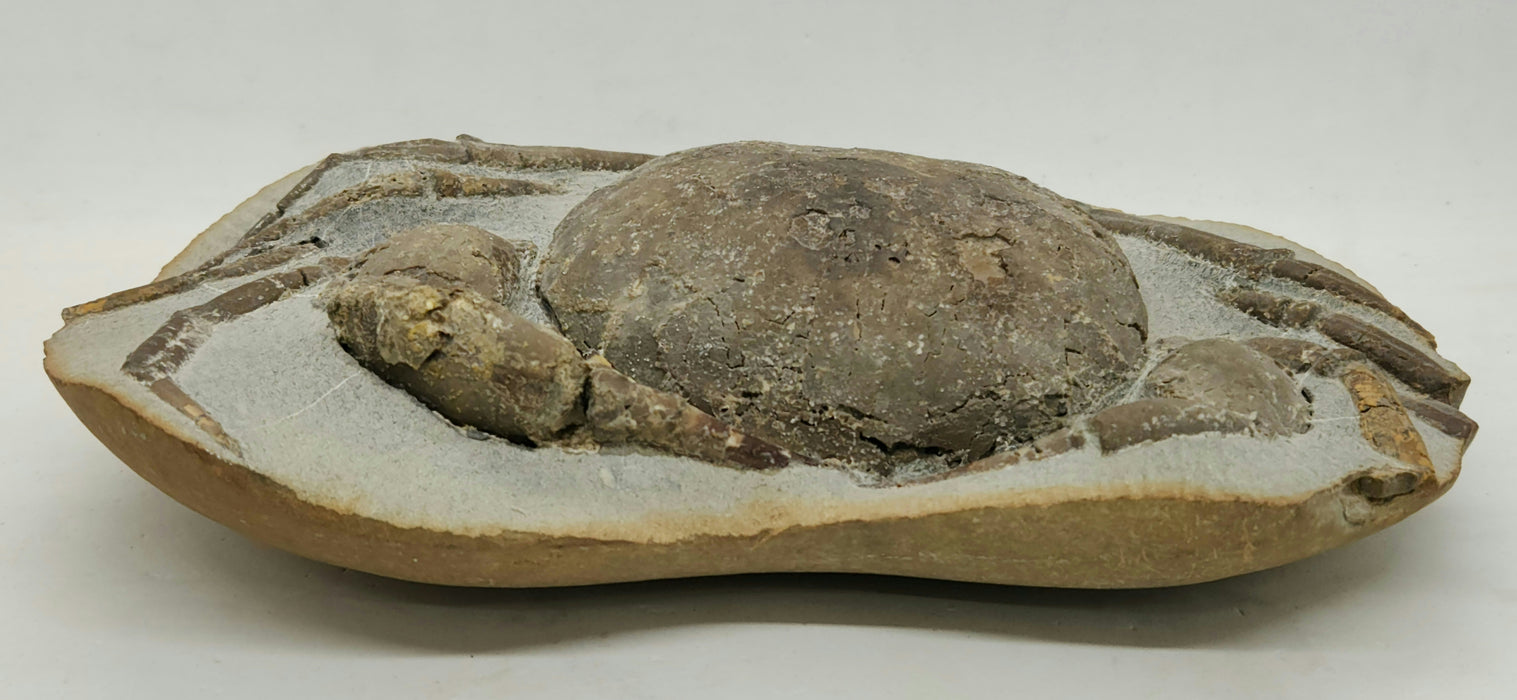 Fossil Crab | Tumidocarcinus giganteus | New Zealand