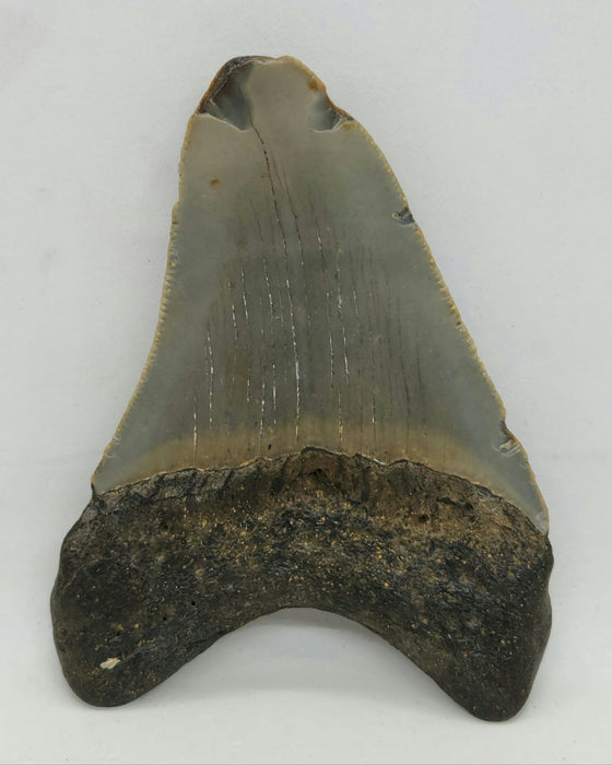 3.5" Megalodon Tooth | Hawthorn Formation