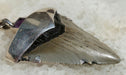 In Stone Fossils 