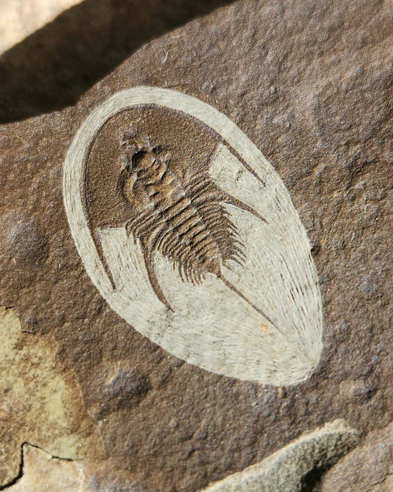 Olenellus Trilobite | Nevada