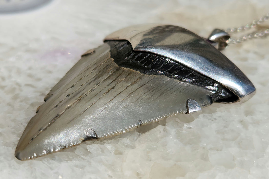 Megalodon Tooth Pendant with Amethyst Jewel