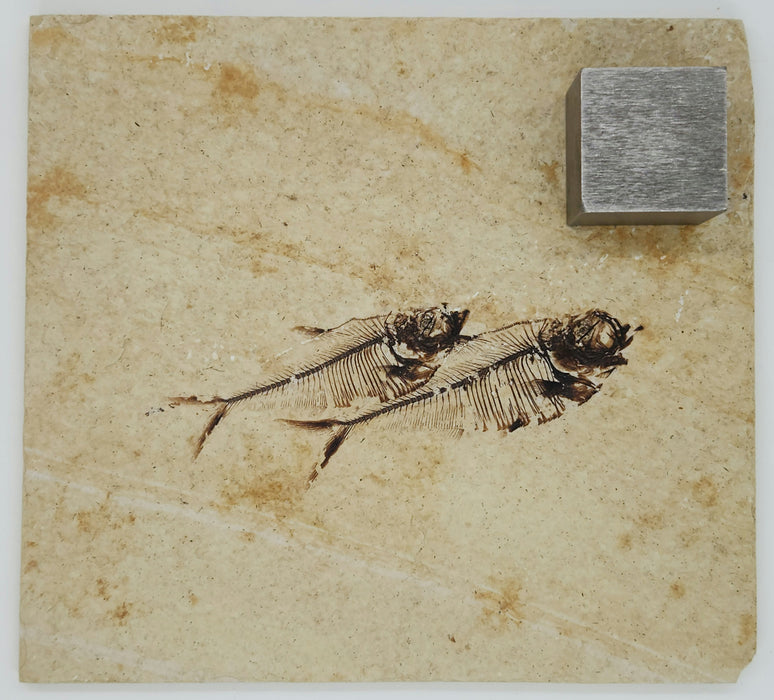 2.5" & 3.5" Diplomystus dentatus | Green River Formation | Wyoming