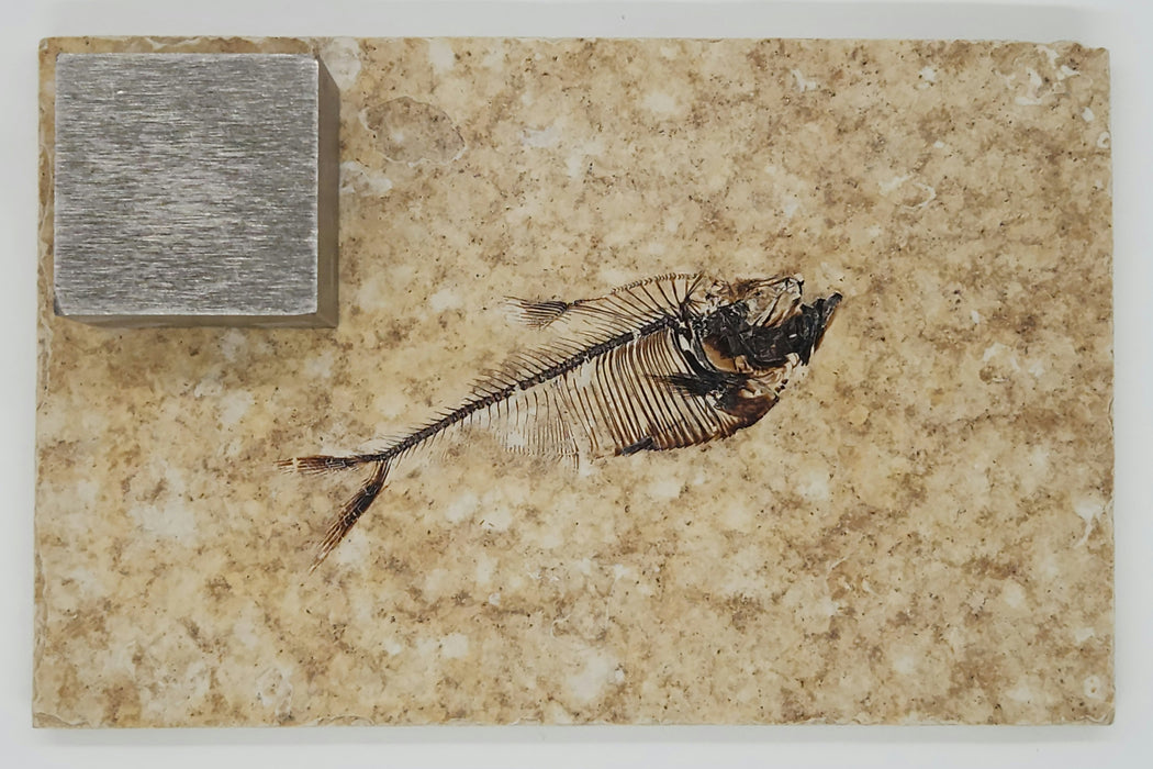 2.5" Diplomystus dentatus | Green River Formation | Wyoming