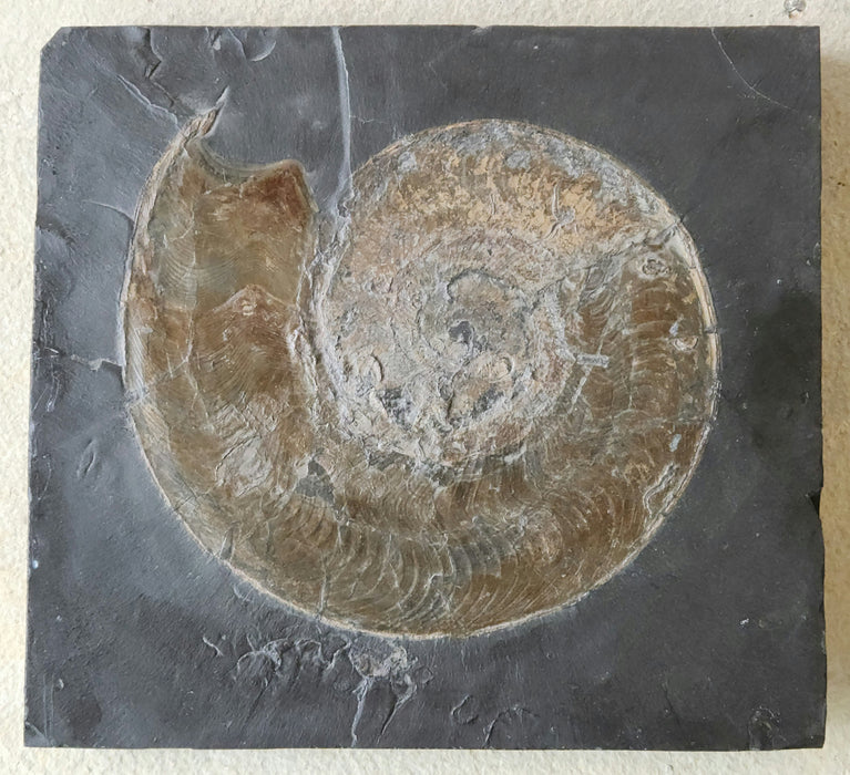 Harpoceras Ammonite | Germany