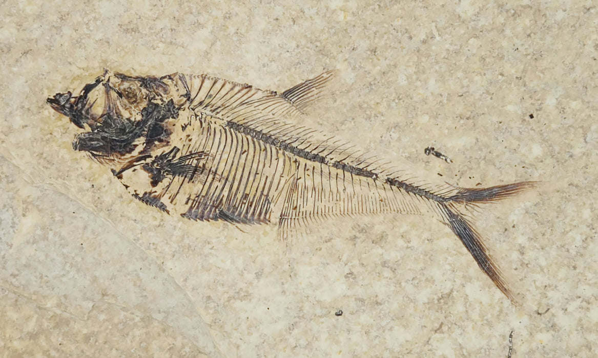 4" Diplomystus dentatus | Green River Formation | Wyoming