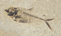 In Stone Fossils 