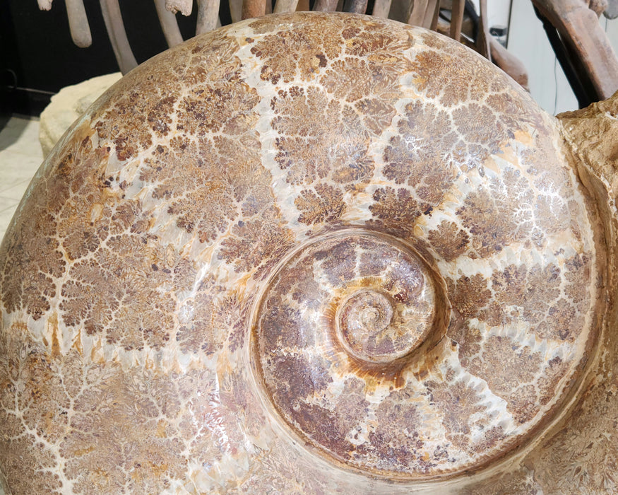 Giant Ammonite | Lobolytoceras costellatum | Madagascar