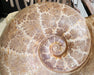 In Stone Fossils 