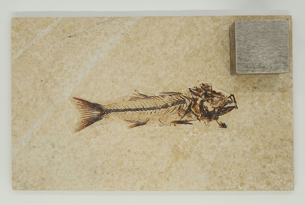 3.5" Mioplosus labracoides | 100% Natural | Green River Formation