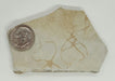 In Stone Fossils 