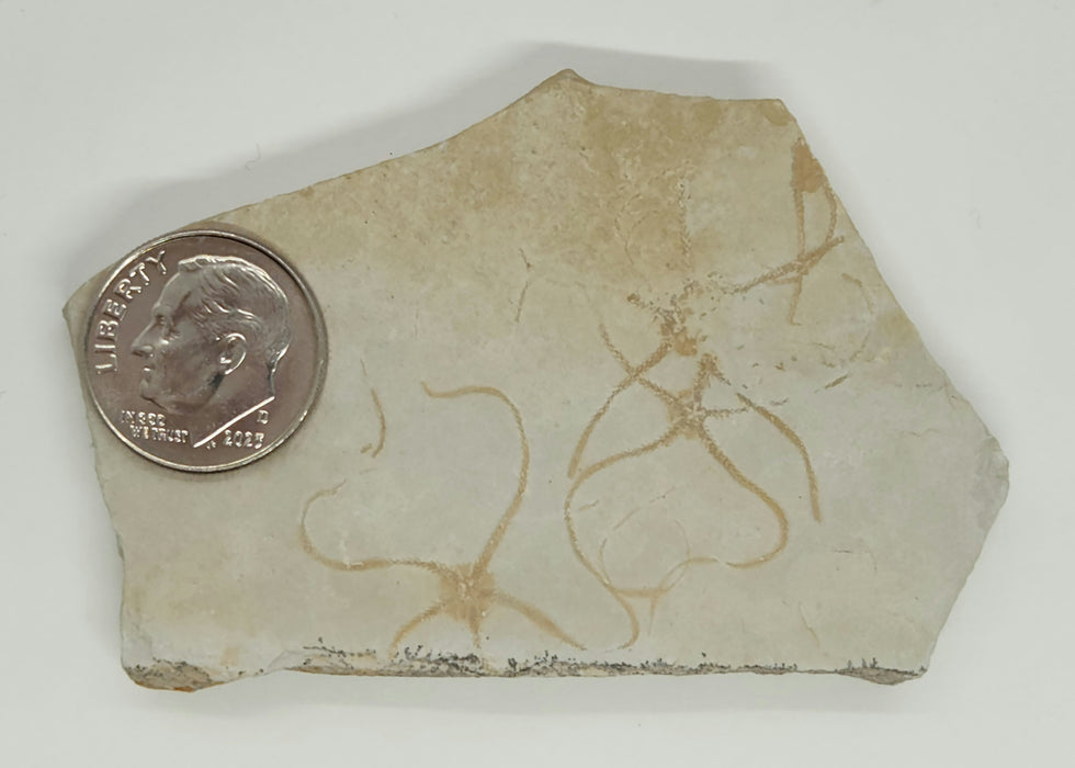 Multiple Fossil Brittle Stars | Germany
