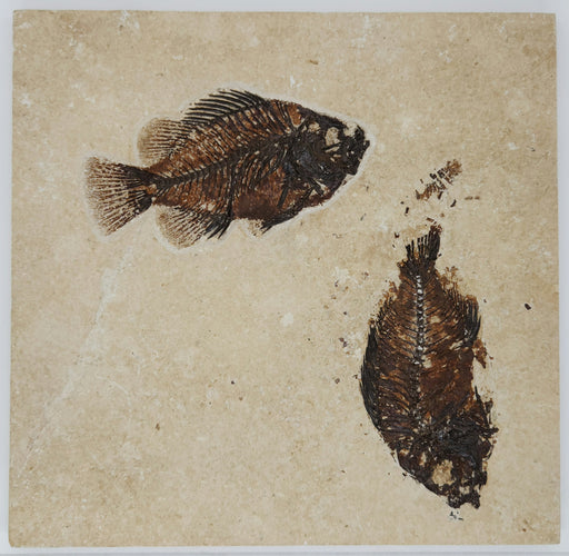 In Stone Fossils 