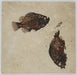 In Stone Fossils 