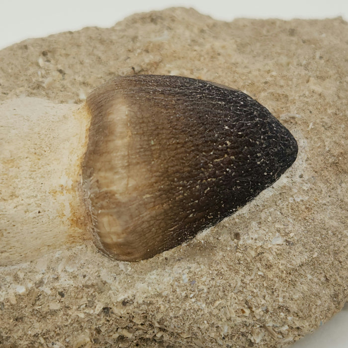 Mosasaur Tooth in Matrix | Igdamanosaurus (Globidens) aegyptiacus | Morocco