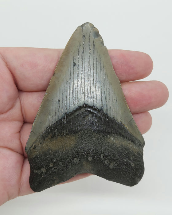 3.5" Megalodon Tooth | Hawthorn Formation