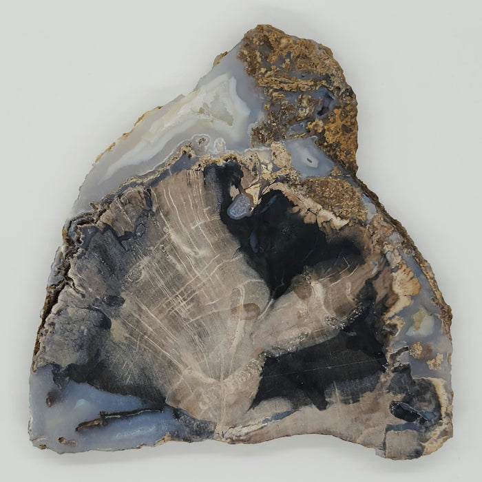 Blue Forest Unpolished Petrified Hardwood Slab | Eden Valley | Wyoming