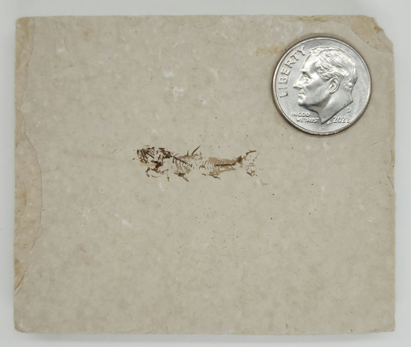 0.75" Amphiplaga brachyptera | Green River Formation | Wyoming
