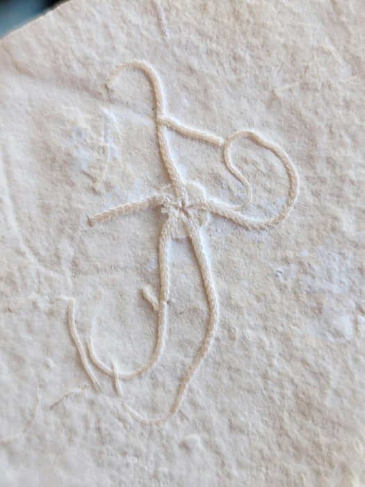 Fossil Brittle Star | Germany