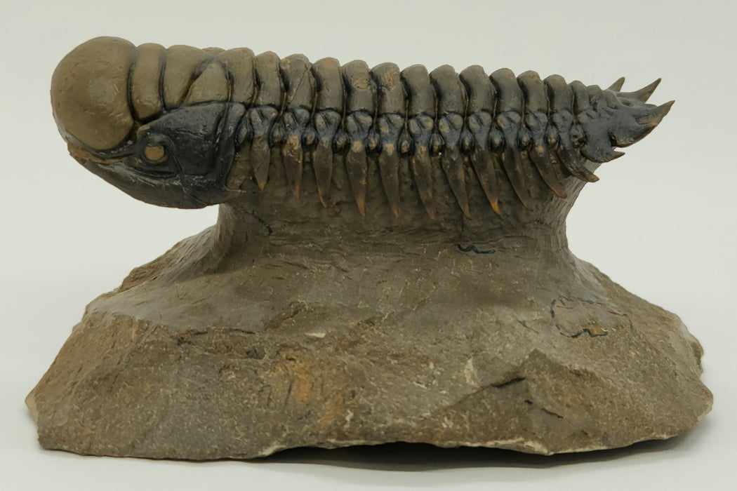 Crotalocephalina Trilobite | Morocco