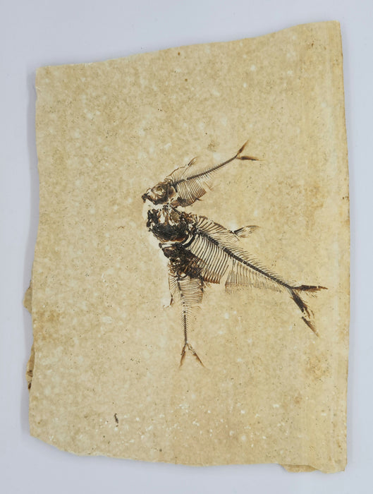 Two 2.5" & 3.75" Diplomystus dentatus | Green River Formation | Wyoming