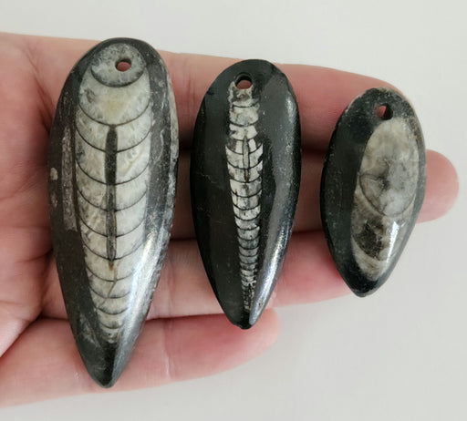 In Stone Fossils 