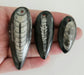 In Stone Fossils 