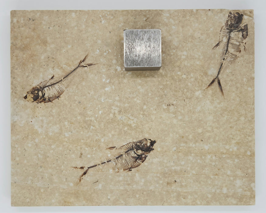2.5" & Two 2.75" Diplomystus dentatus | Green River Formation | Wyoming