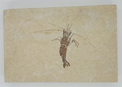 In Stone Fossils 
