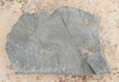 In Stone Fossils 