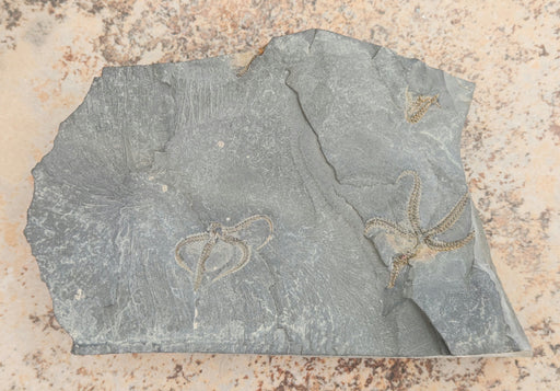 In Stone Fossils 