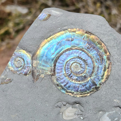 In Stone Fossils 