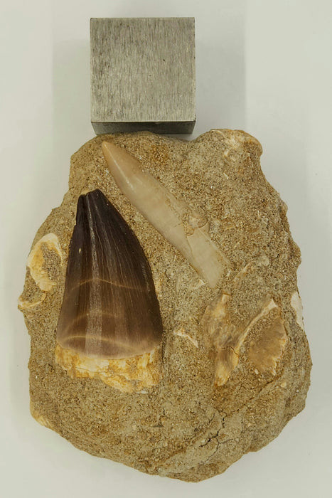 Mosasaur Tooth and Plesiosaur Tooth in Matrix | Morocco